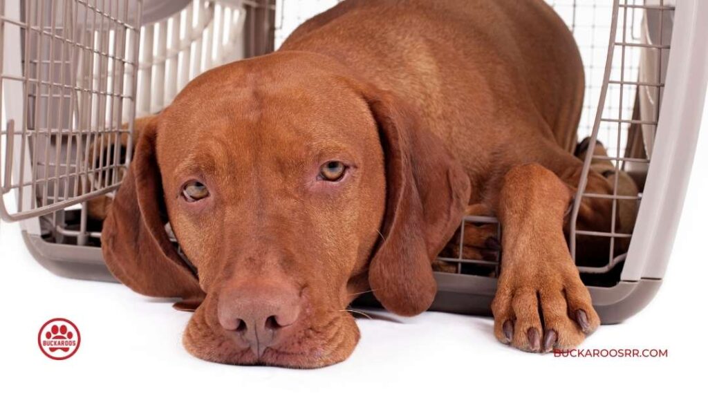 Importance of Crate Training your Dog 3 Importance of Crate Training your Dog