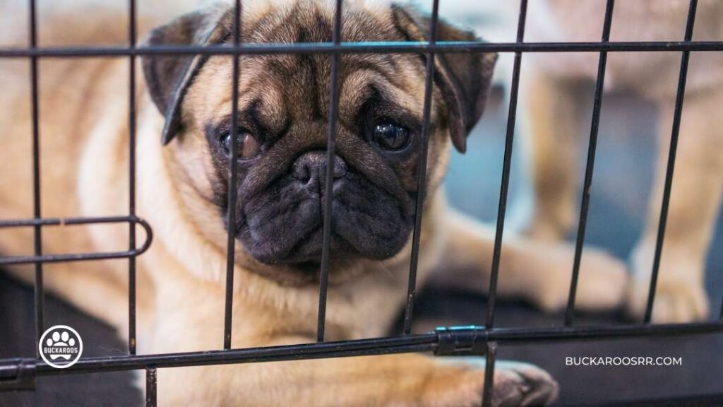 Importance of Crate Training your Dog 9 Crate Training Puppies
