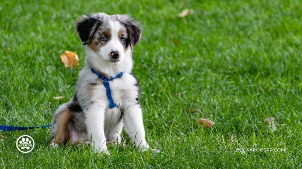6 Proven Potty Training Tips For Puppies 1 tips to potty train puppies