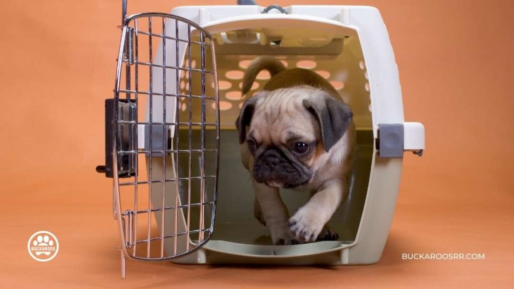 6 Proven Potty Training Tips For Puppies 2 6 Proven Potty Training Tips For Puppies https://360dogcare.com/2022/08/30/potty-training-tips-for-puppies/