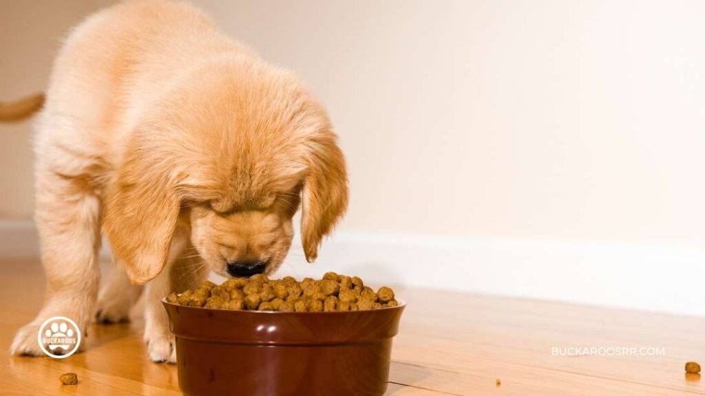 6 Proven Potty Training Tips For Puppies 3 Potty Training