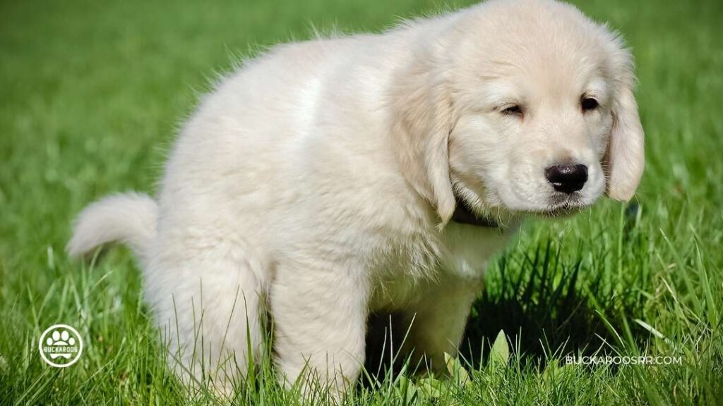 6 Proven Potty Training Tips For Puppies 4 Potty Training