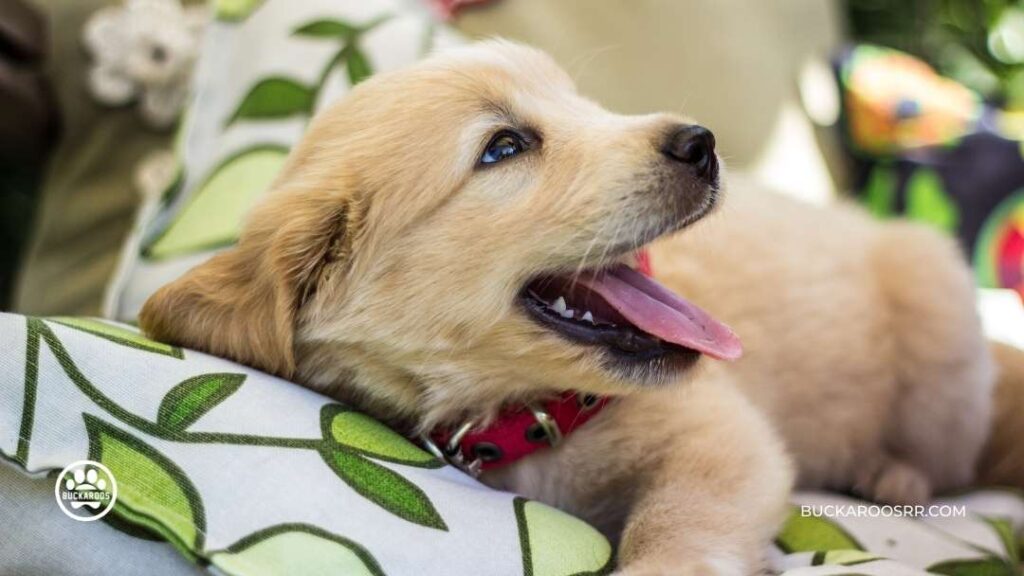 6 Proven Potty Training Tips For Puppies 6 Potty Training Tips For Puppies