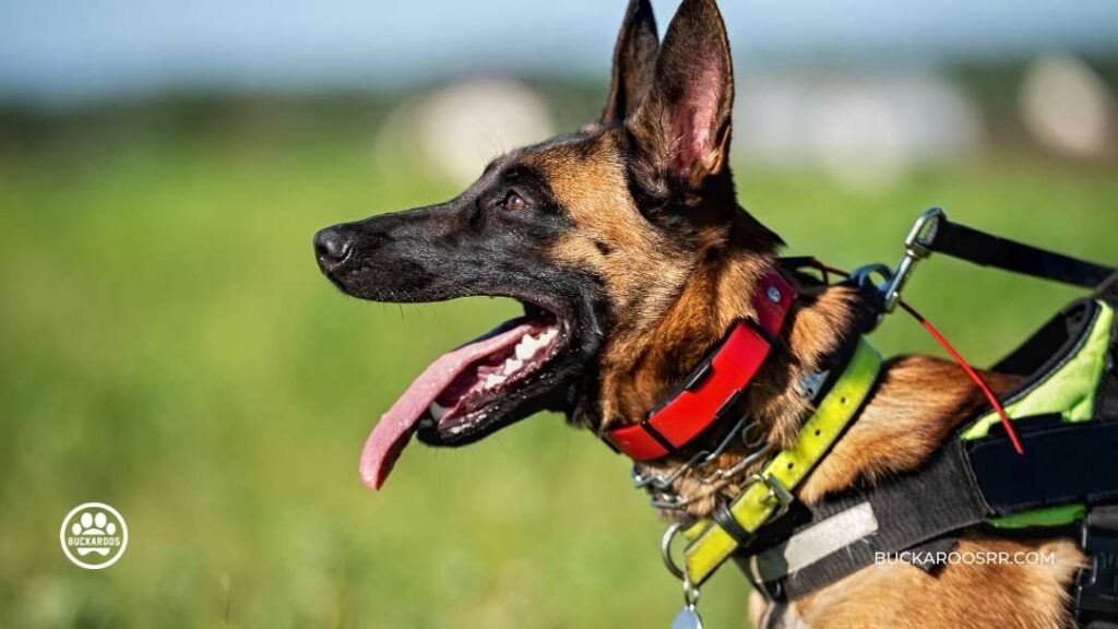 Why is a ban on e-collars a good decision? 1 ban on e-collars