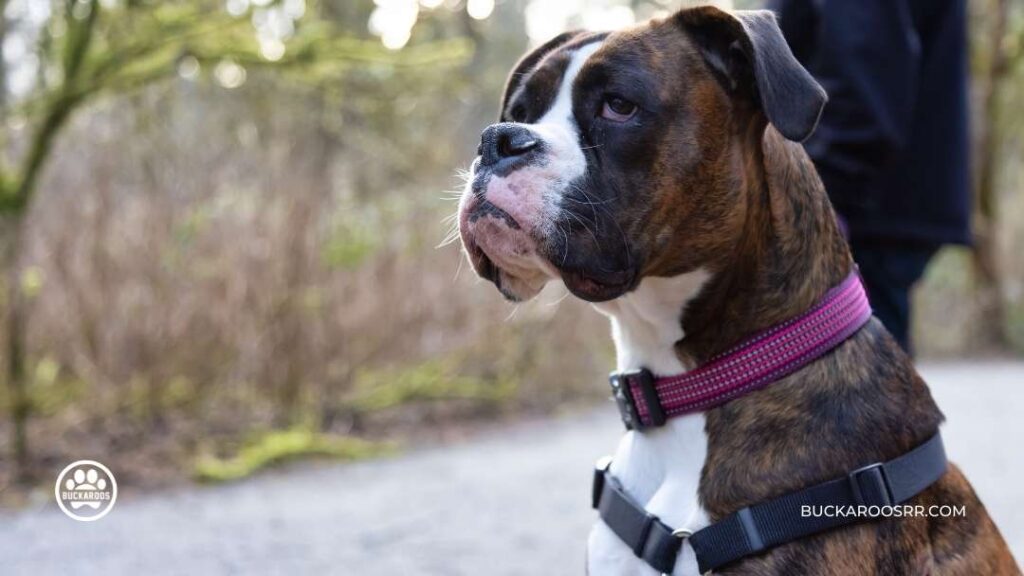 Why is a ban on e-collars a good decision? 3 ban on e-collars