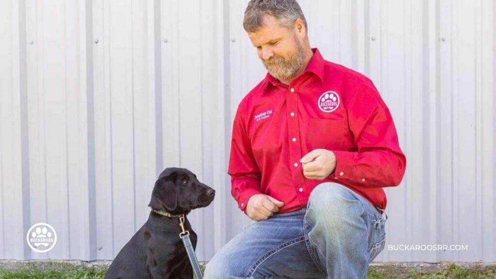 Why is a ban on e-collars a good decision? 4 ban on e-collars