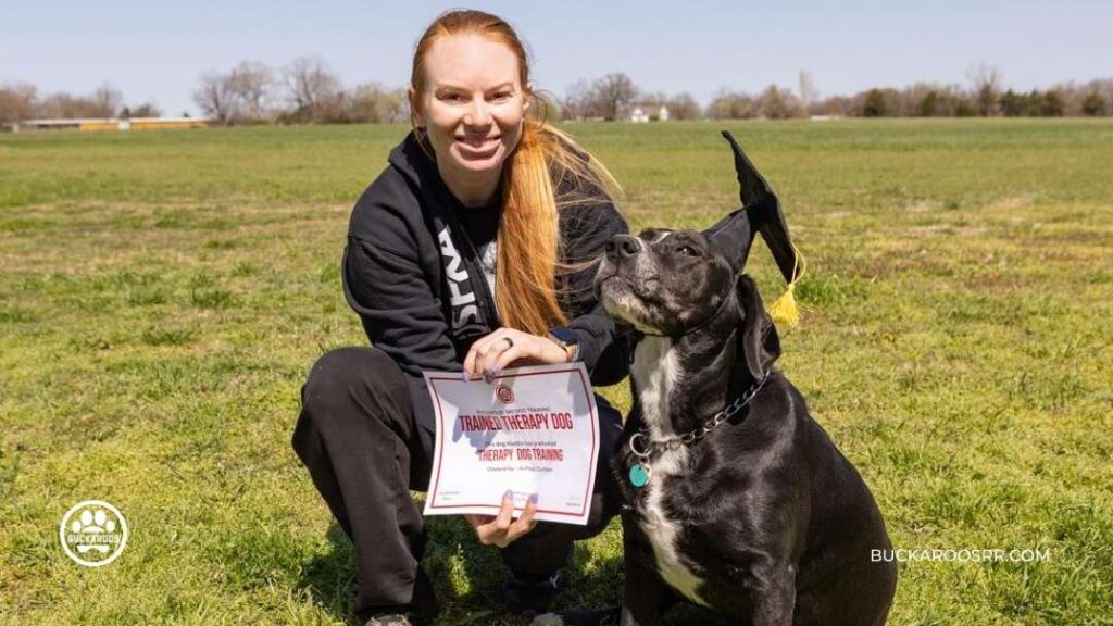 Why is a ban on e-collars a good decision? 5 ban on e-collars