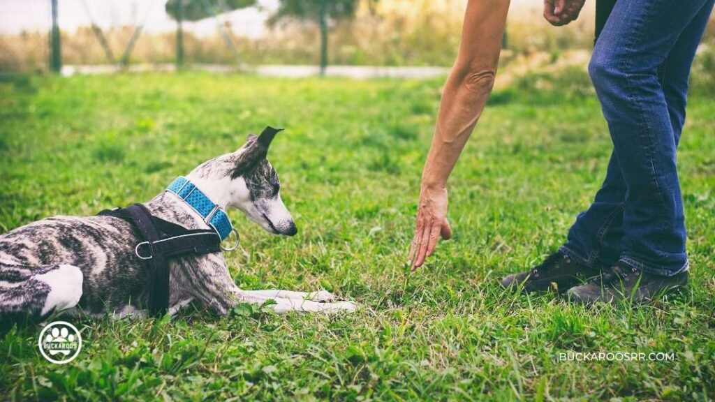 5 MINUTES BASIC DOG TRAINING EXERCISES 2 DOG TRAINING