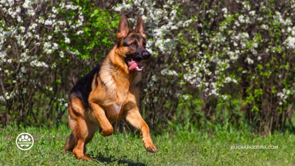 5 MINUTES BASIC DOG TRAINING EXERCISES 4 5 MINUTES BASIC DOG TRAINING EXERCISES