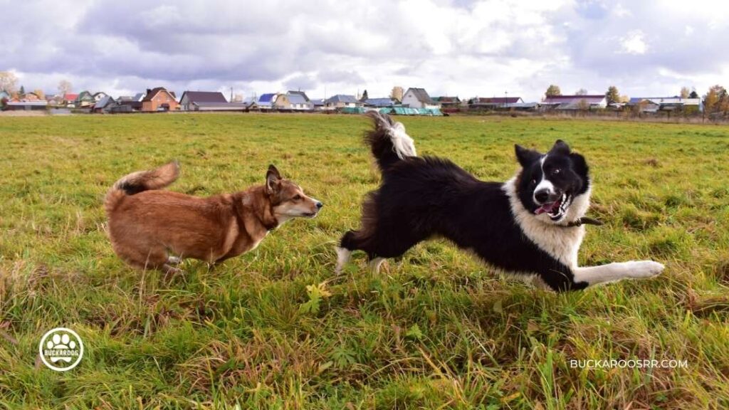 6 Excellent Dog Daycare Questions 1 Dog Daycare