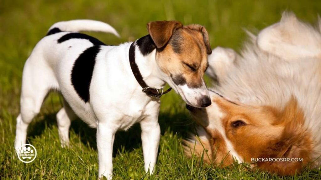 6 Excellent Dog Daycare Questions 2 Dog Daycare