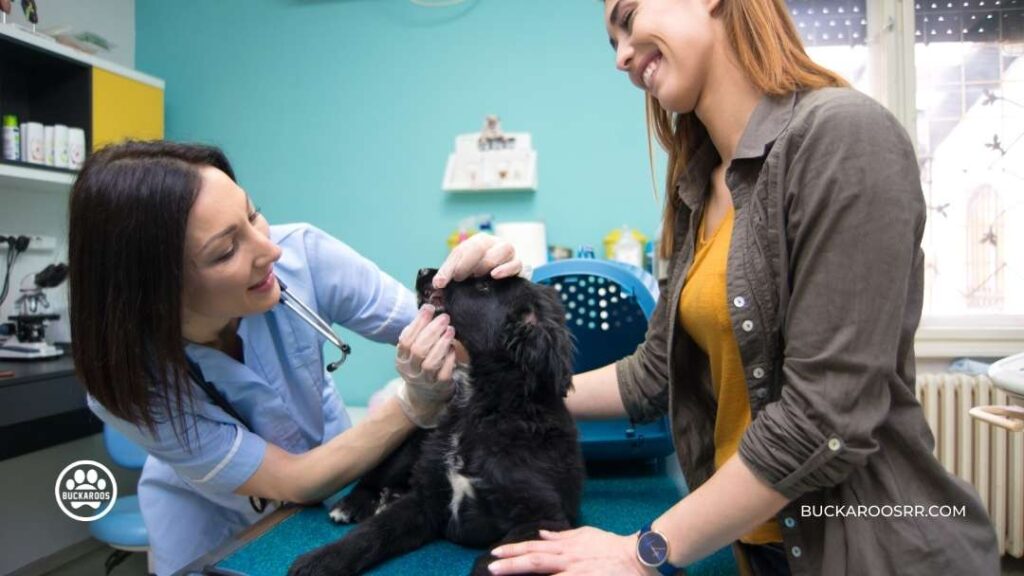 6 Excellent Dog Daycare Questions 3 Dog Daycare