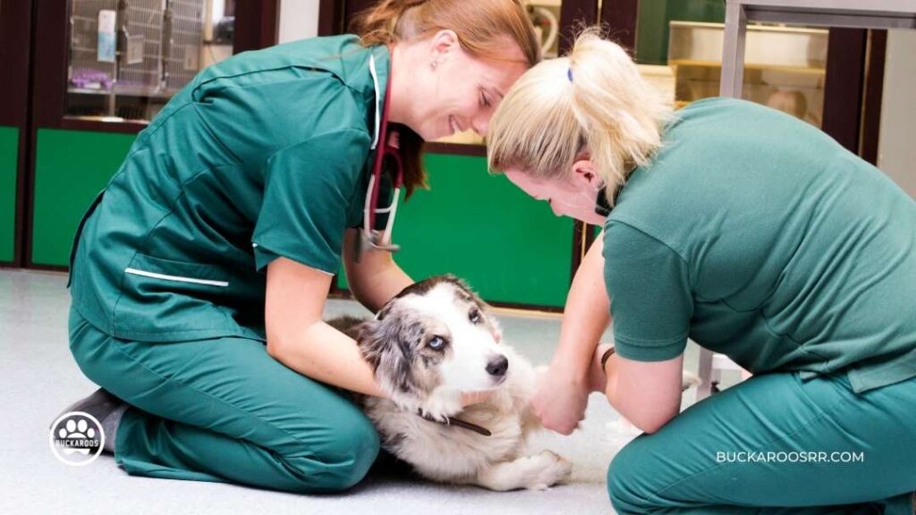 6 Excellent Dog Daycare Questions 4 Dog Daycare