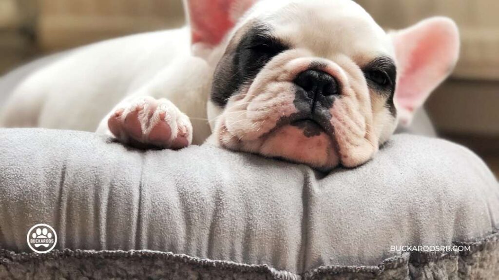 6 Excellent Dog Daycare Questions 5 Dog Daycare