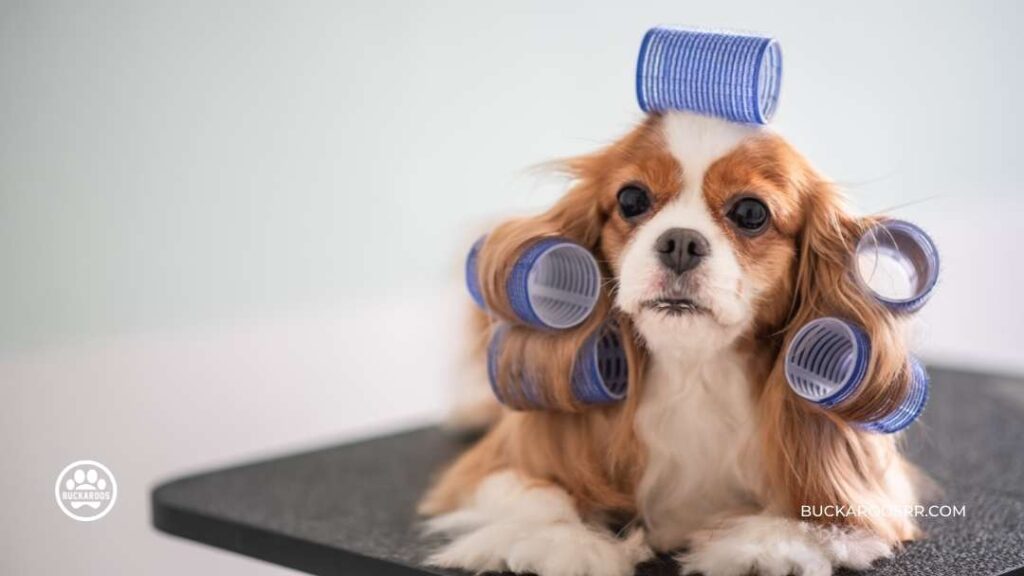 6 Excellent Dog Daycare Questions 6 Dog Daycare