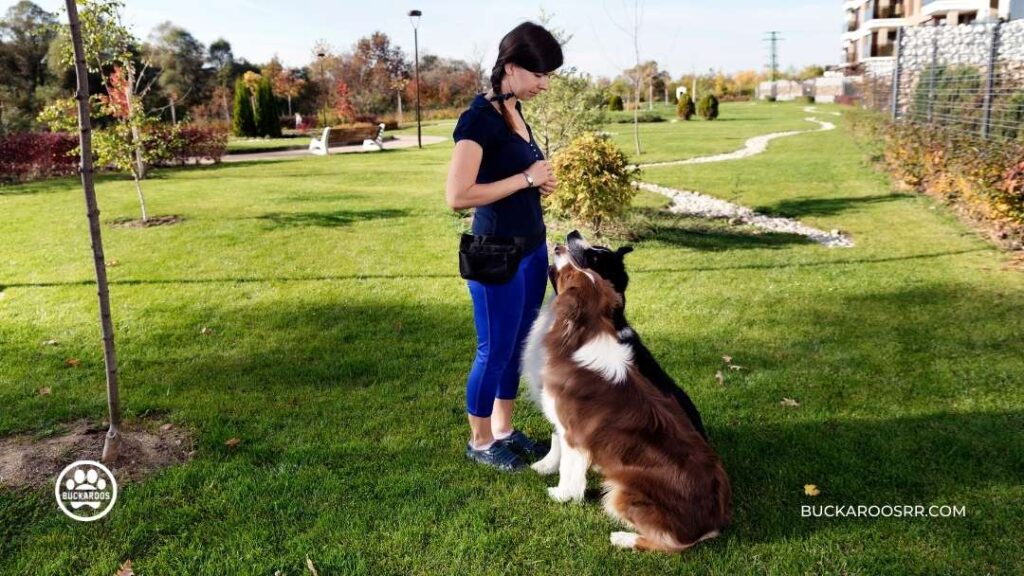 5 MINUTES BASIC DOG TRAINING EXERCISES 1 DOG TRAINING