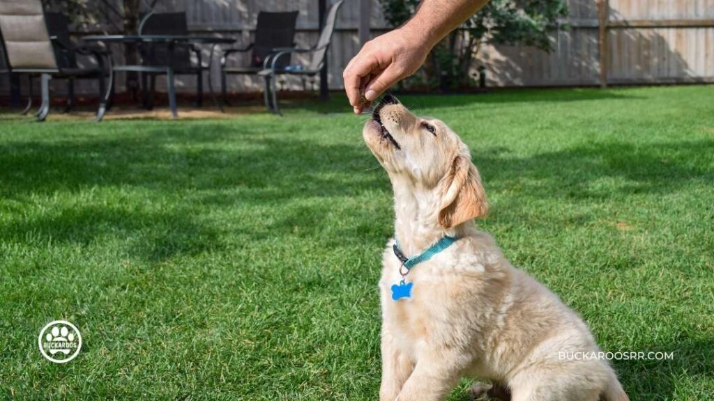 What Age Should We Start Training Puppies: Complete Training Schedule 1 What Age Should We Start Training Puppies