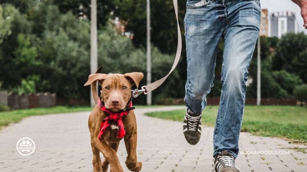 What Age Should We Start Training Puppies: Complete Training Schedule 4 What Age Should We Start Training Puppies