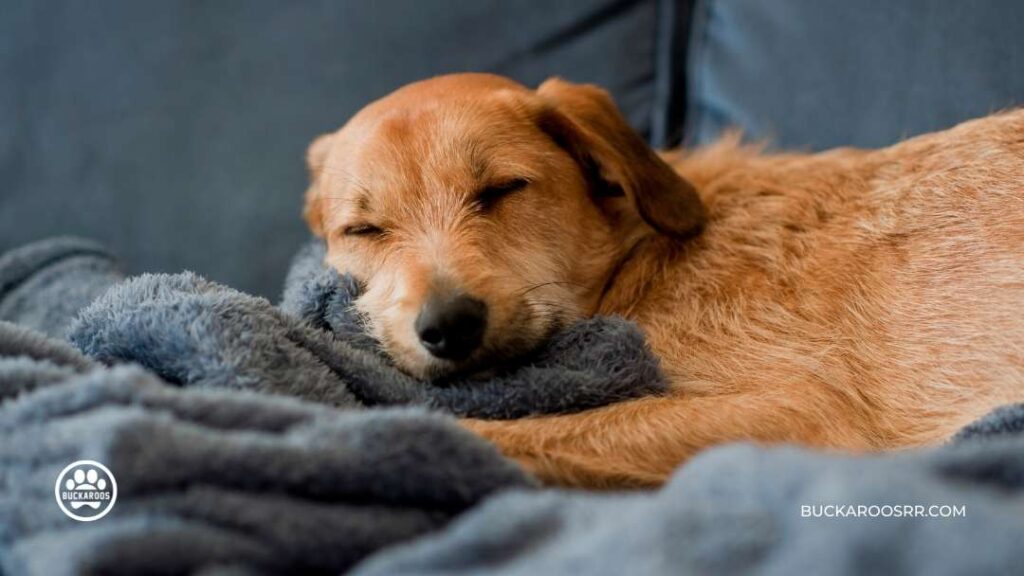 Prepare Your Dog For Holiday Guest 6 dog boarding