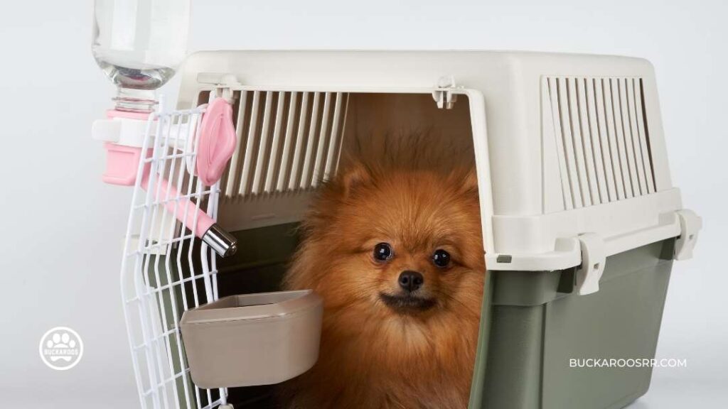 Prepare Your Dog For Holiday Guest 7 Prepare Your Dog