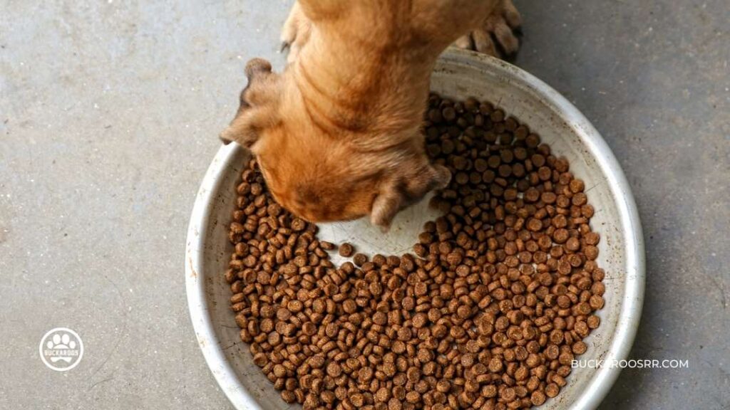 Prepare Your Dog For Holiday Guest 8 dog boarding