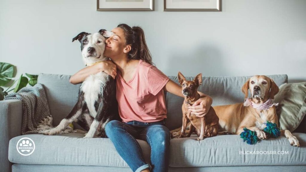 Prepare Your Dog For Holiday Guest 9 dog boarding