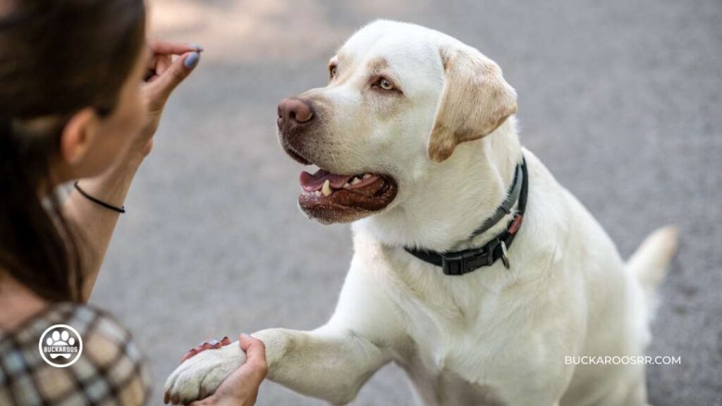 Prepare Your Dog For Holiday Guest 3 Prepare Your Dog For Holiday Guest