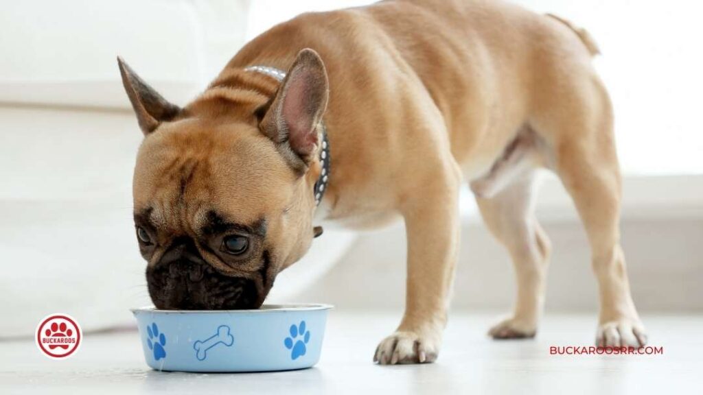 Why You Should Consider a Feeding Schedule For Your Dog 1 Feeding Schedule For Your Dog