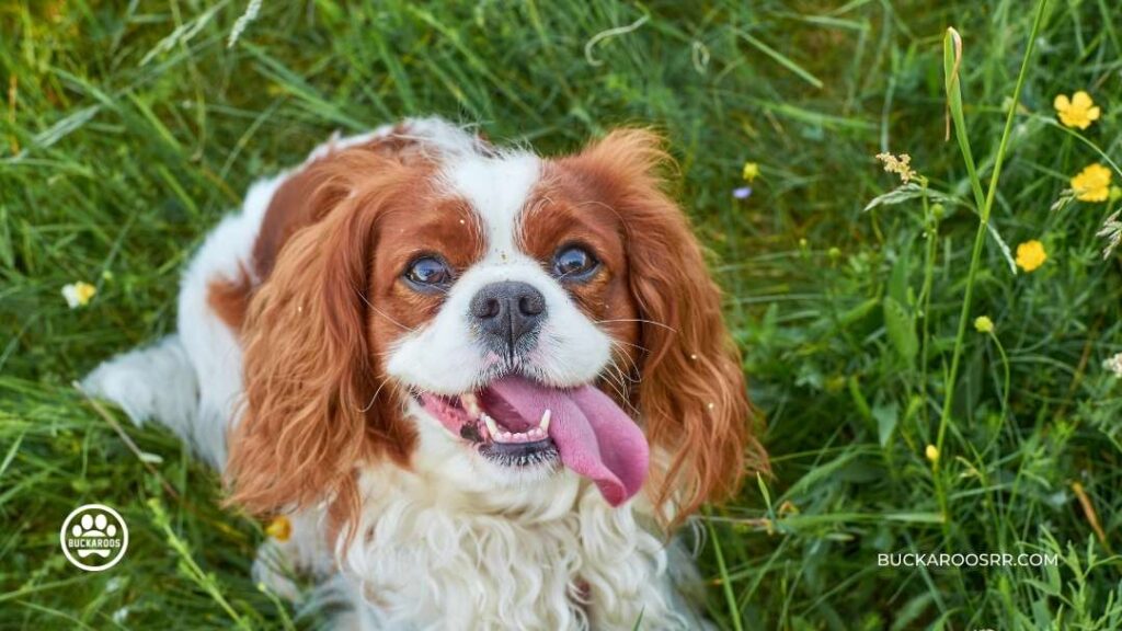5 Best Therapy Dog Breeds For You!! 5 Therapy Dog