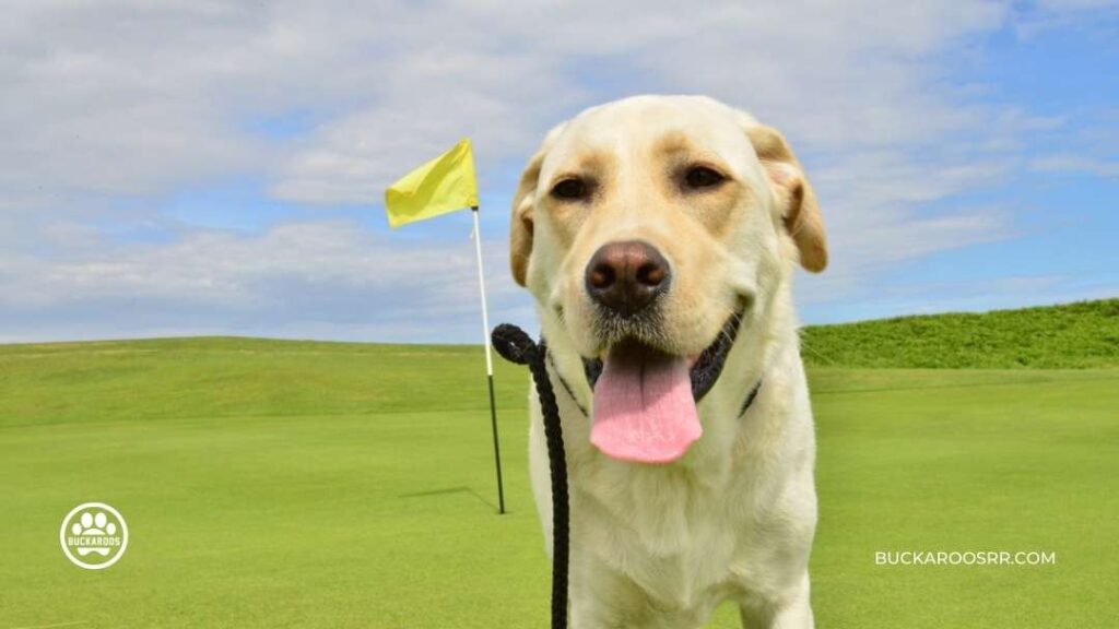 5 Best Therapy Dog Breeds For You!! 1 best Therapy Dog Breeds