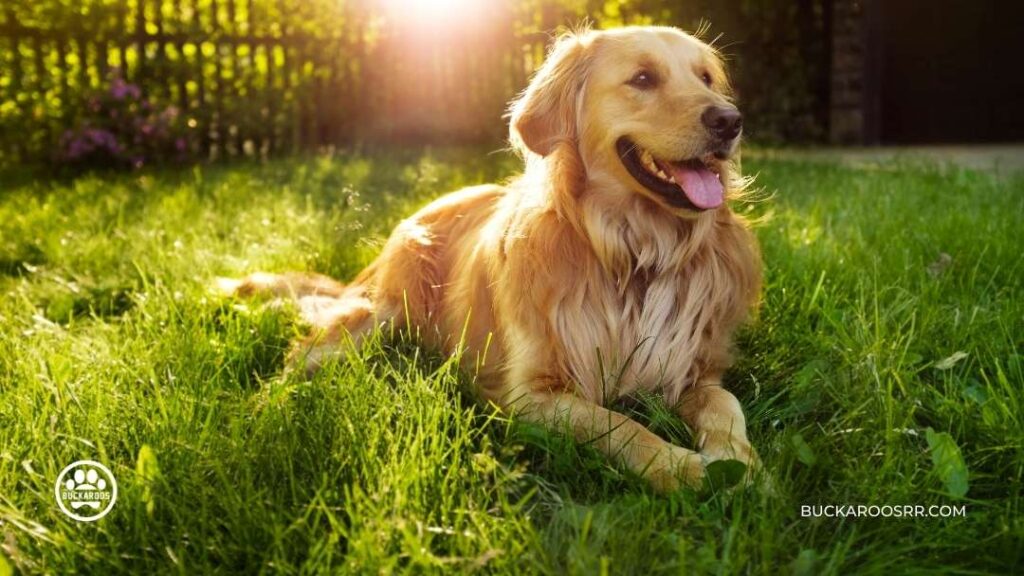 5 Best Therapy Dog Breeds For You!! 2 best Therapy Dog Breeds