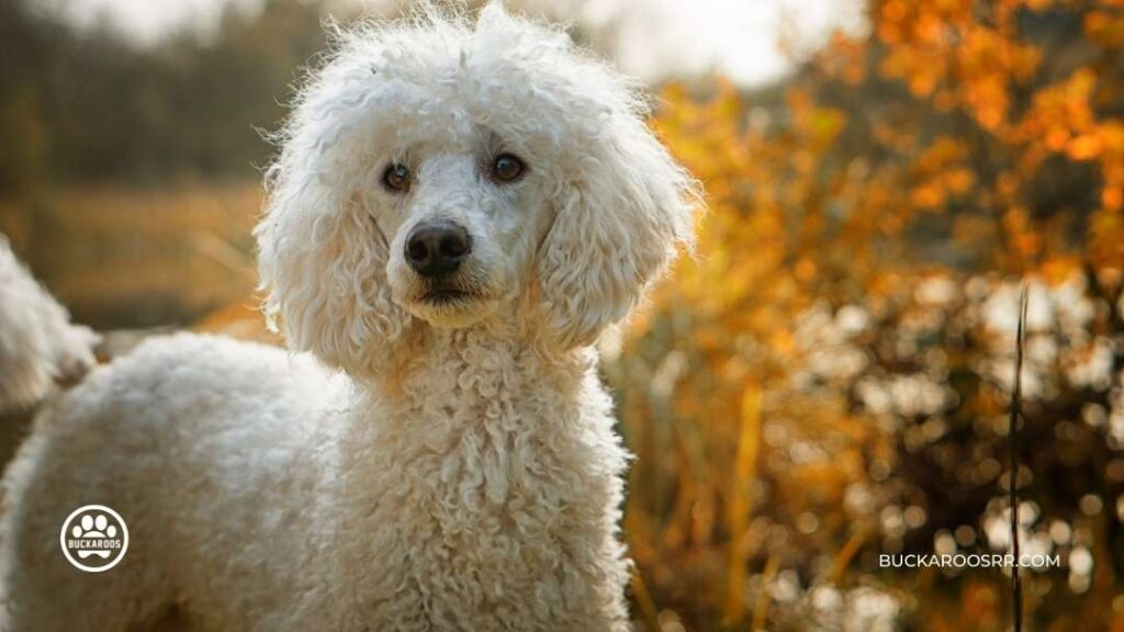 5 Best Therapy Dog Breeds For You!! 4 Therapy Dog