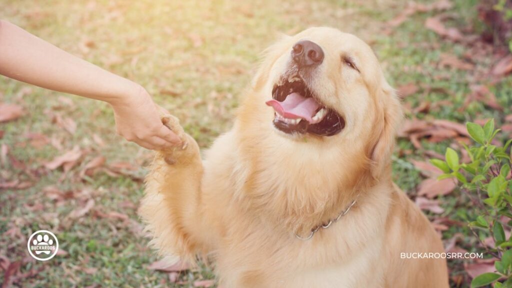 5 Amazing Tricks For Treat Your Dog Will Love 2 Tricks For Treat