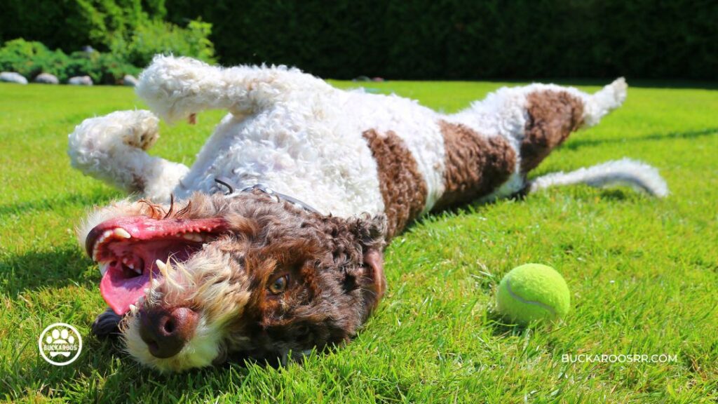 5 Amazing Tricks For Treat Your Dog Will Love 5 Tricks For Treat