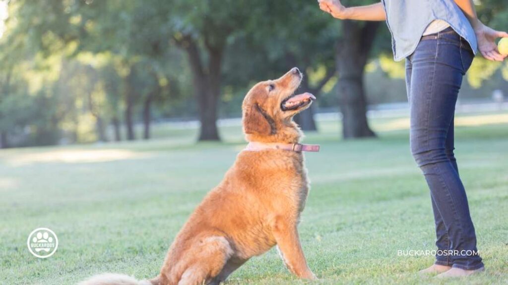 Why Positive Reinforcement Will Work For Your Dog!! 3 Dog-Positive Reinforcement Training