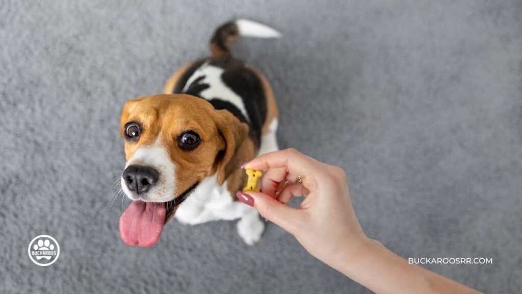 Why Positive Reinforcement Will Work For Your Dog!! 4 Dog-Positive Reinforcement Training