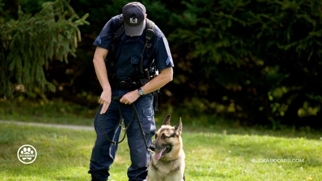 Why Positive Reinforcement Will Work For Your Dog!! 6 Dog-Positive Reinforcement Training