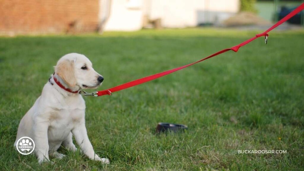 Why Positive Reinforcement Will Work For Your Dog!! 7 Why Positive Reinforcement Will Work For Your Dog