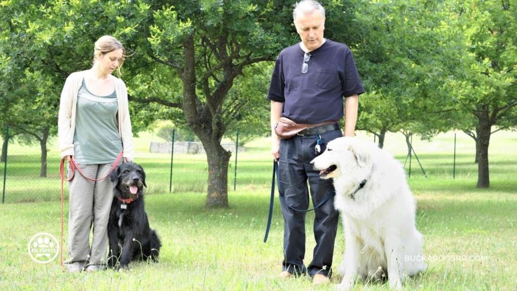 Why Positive Reinforcement Will Work For Your Dog!! 8 Why Positive Reinforcement Will Work For Your Dog