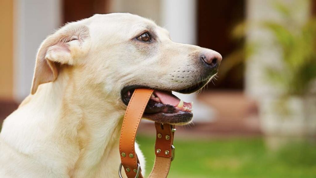 Cost Of Dog Ownership 9 Cost Of Dog Ownership