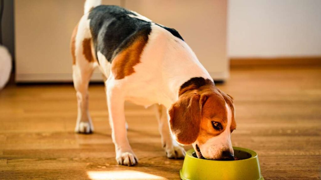 Cost Of Dog Ownership 2 Buying Food For Your Dog