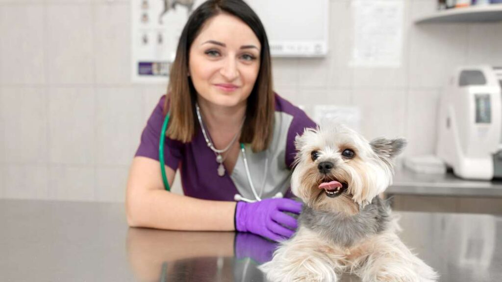 Cost Of Dog Ownership 3 Vet Visit Cost
