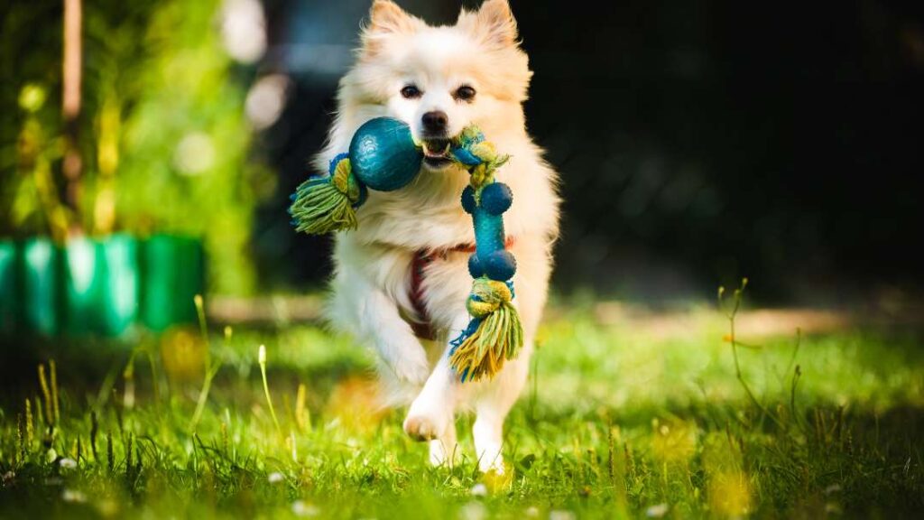 Cost Of Dog Ownership 4 A Dog Cost