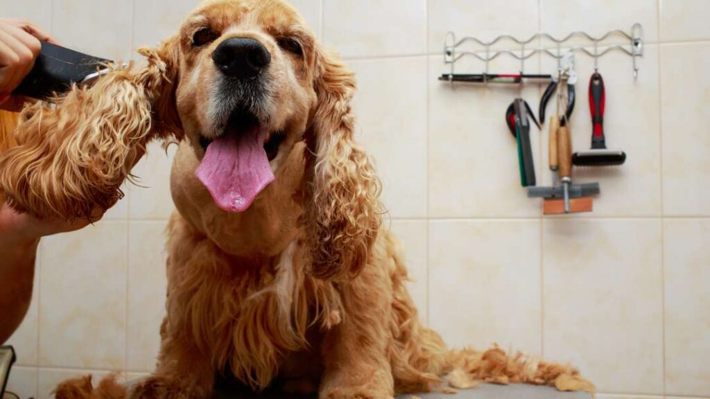 Cost Of Dog Ownership 5 Cost Of Dog Ownership