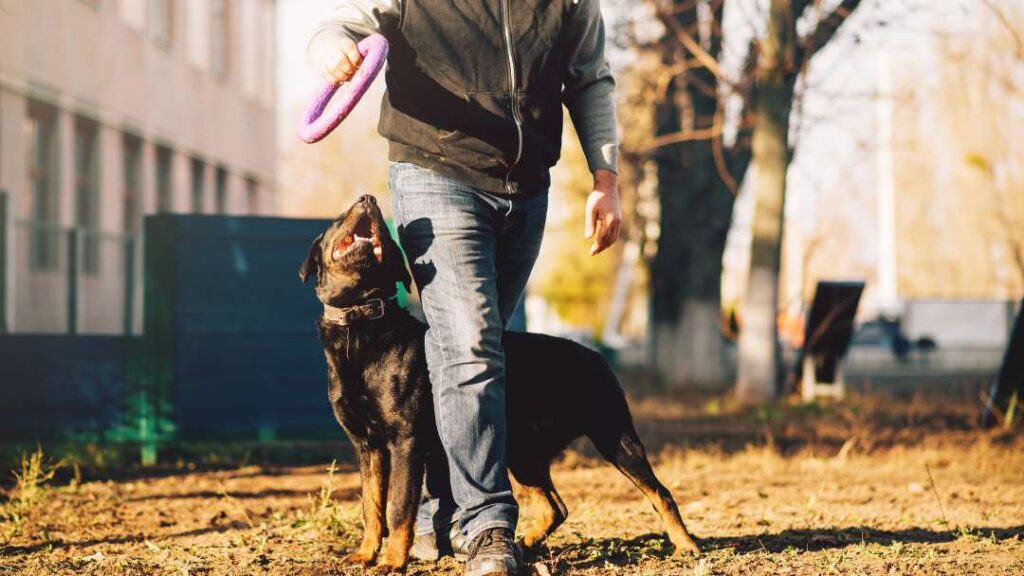 Cost Of Dog Ownership 6 Cost Of Dog Ownership