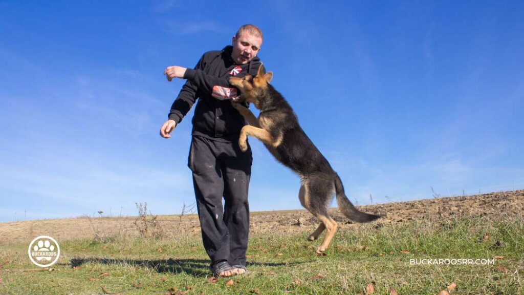 THE REASONS WHY DOGS JUMP ON PEOPLE 9 DOGS JUMP ON PEOPLE