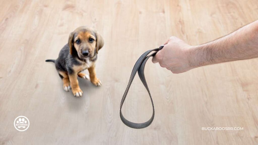 THE REASONS WHY DOGS JUMP ON PEOPLE 3 WHY DOGS JUMP ON PEOPLE