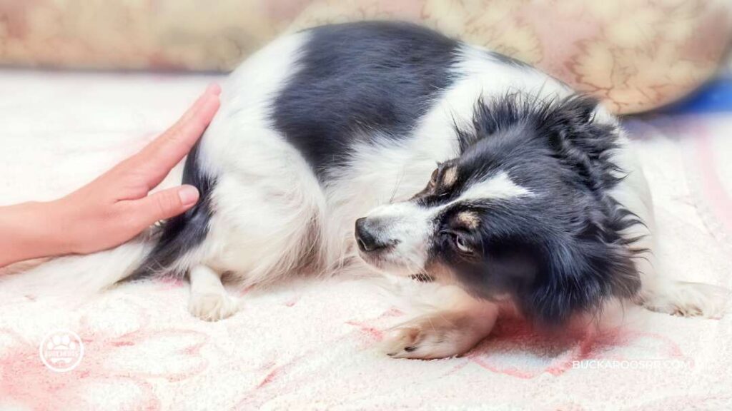 THE REASONS WHY DOGS JUMP ON PEOPLE 4 WHY DOGS JUMP ON PEOPLE