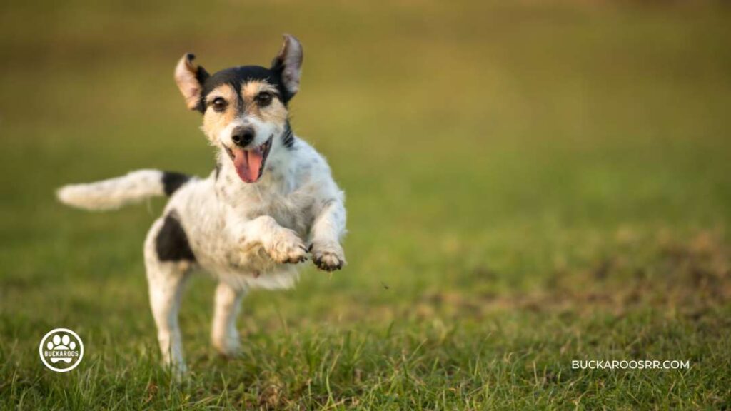 THE REASONS WHY DOGS JUMP ON PEOPLE 5 WHY DOGS JUMP ON PEOPLE