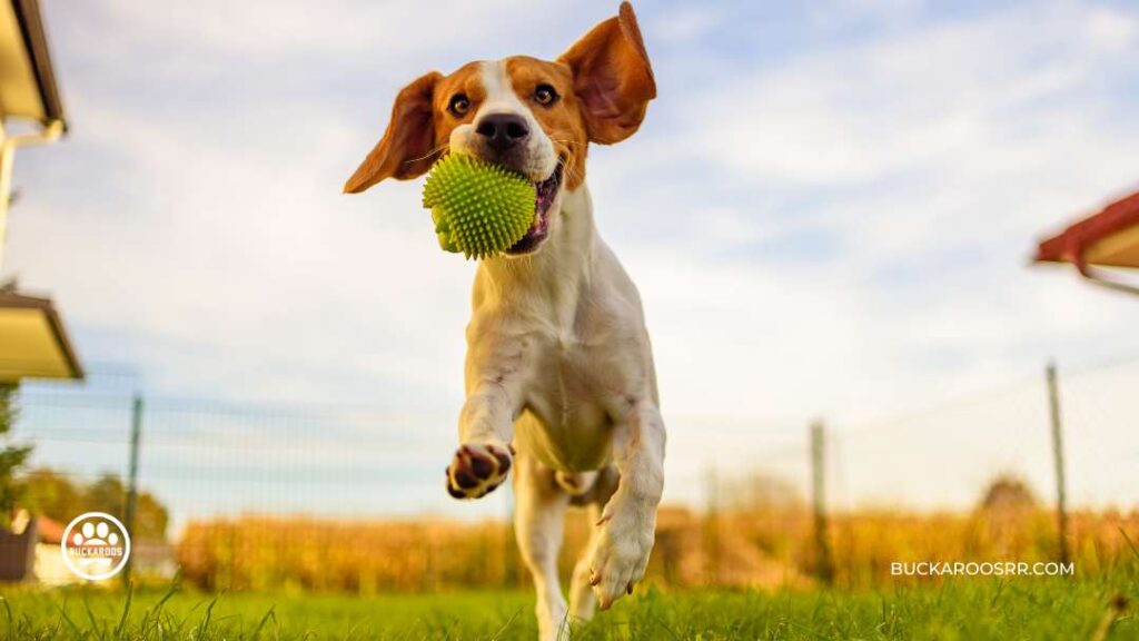 THE REASONS WHY DOGS JUMP ON PEOPLE 6 WHY DOGS JUMP ON PEOPLE
